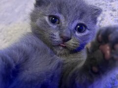 Pui pisica Scottish Fold Short Hair
