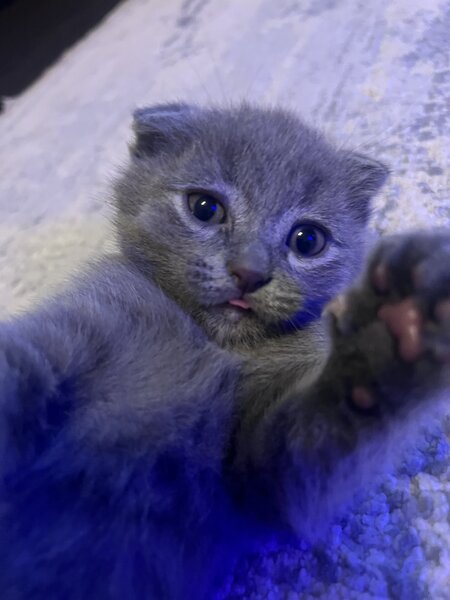 Pui pisica Scottish Fold Short Hair