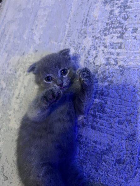 Pui pisica Scottish Fold Short Hair