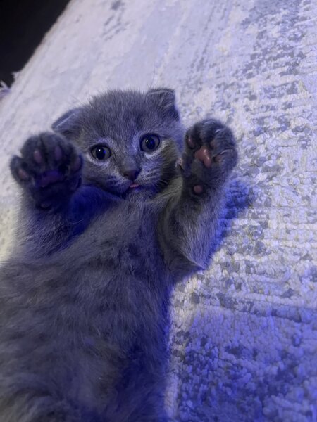 Pui pisica Scottish Fold Short Hair