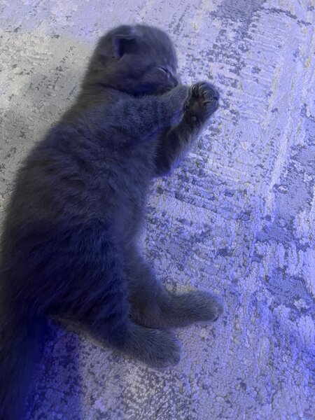 Pui pisica Scottish Fold Short Hair
