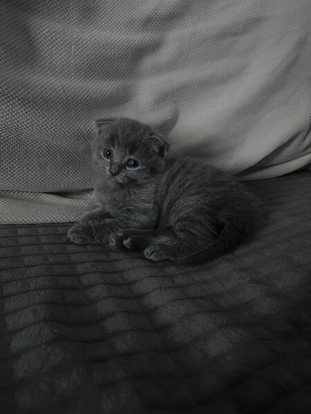 Pui pisica Scottish Fold Short Hair