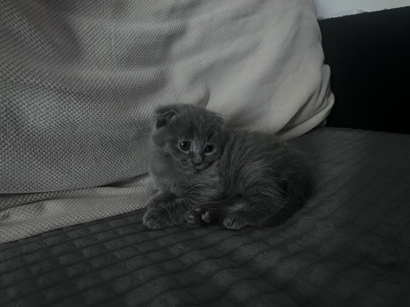Pui pisica Scottish Fold Short Hair