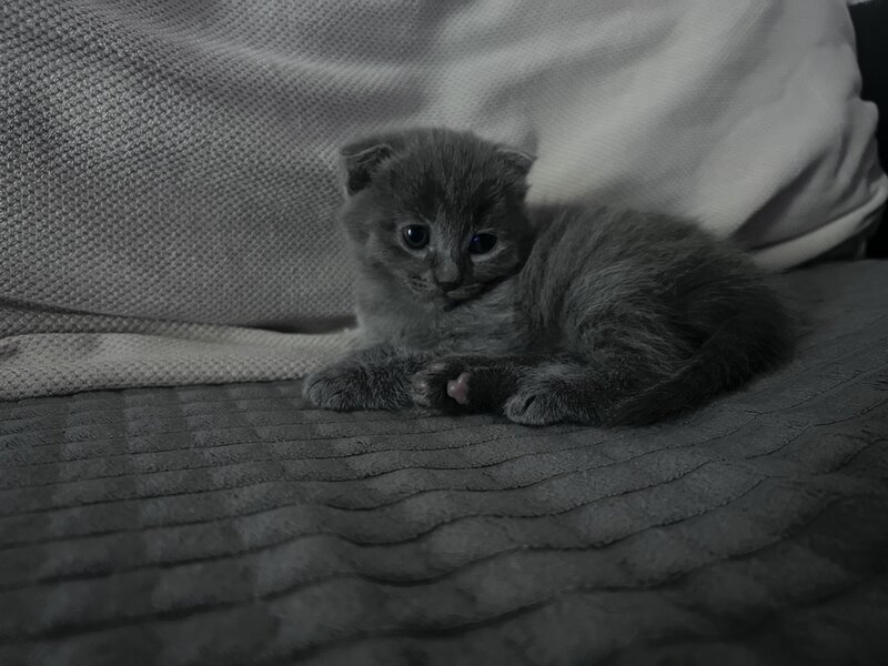 Pui pisica Scottish Fold Short Hair