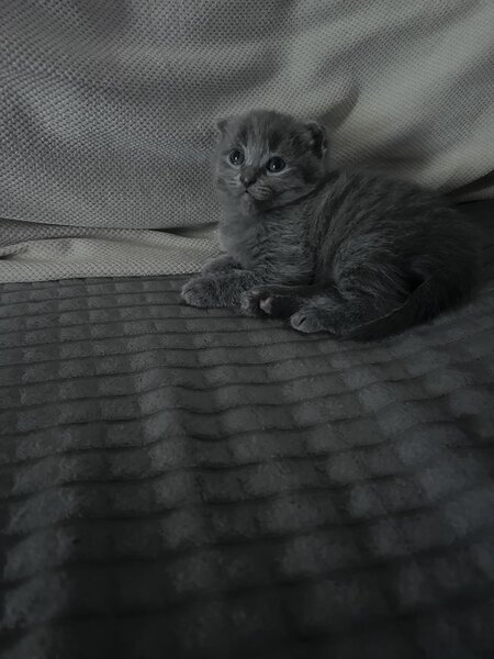 Pui pisica Scottish Fold Short Hair