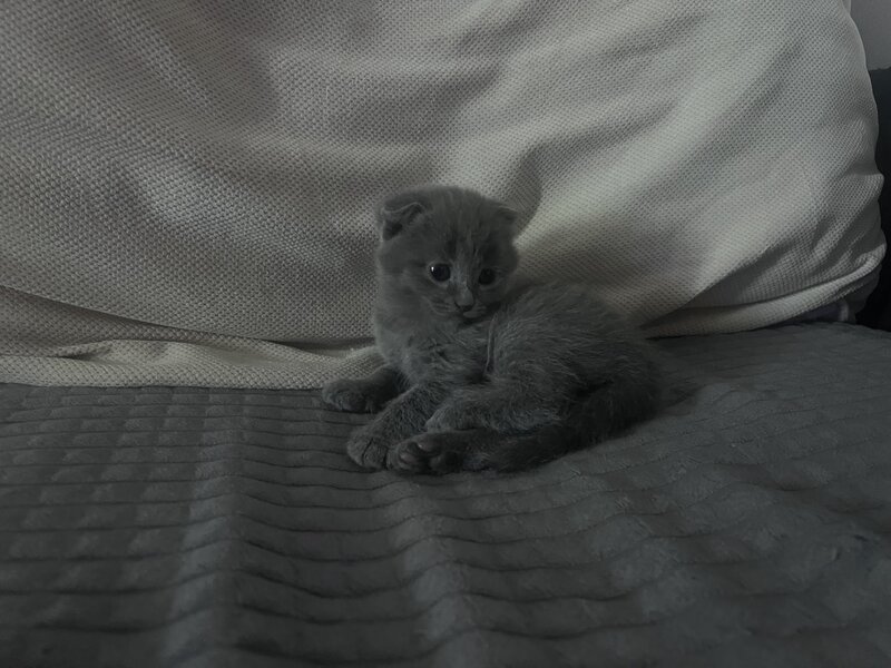 Pui pisica Scottish Fold Short Hair