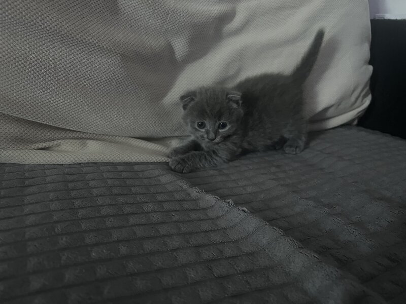 Pui pisica Scottish Fold Short Hair