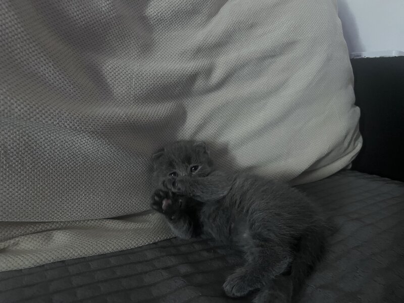 Pui pisica Scottish Fold Short Hair