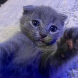 Pui pisica Scottish Fold Short Hair