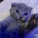 Pui pisica Scottish Fold Short Hair