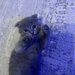 Pui pisica Scottish Fold Short Hair