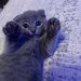 Pui pisica Scottish Fold Short Hair