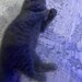 Pui pisica Scottish Fold Short Hair