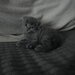 Pui pisica Scottish Fold Short Hair