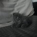 Pui pisica Scottish Fold Short Hair