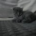 Pui pisica Scottish Fold Short Hair