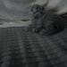 Pui pisica Scottish Fold Short Hair