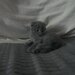 Pui pisica Scottish Fold Short Hair