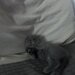 Pui pisica Scottish Fold Short Hair